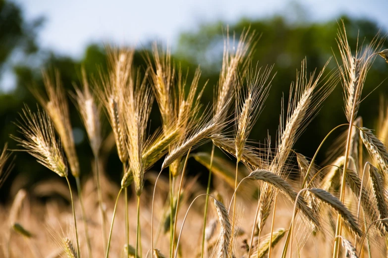 a close up of a bunch of wheat in a field, a macro photograph, figuration libre, golden hour photo, reportage photo