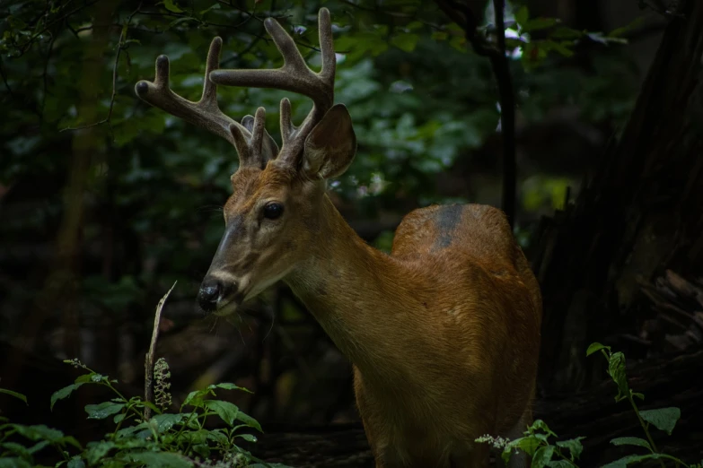 a deer that is standing in the grass, a portrait, flickr, in a dark forest low light, wisconsin, shallow depth of field hdr 8 k, portrait of a handsome