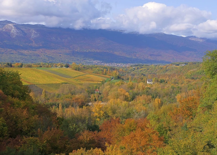 a herd of cattle standing on top of a lush green hillside, a picture, by Jenő Barcsay, les nabis, autumn foliage in the foreground, wine, snowy apennines, in the foreground a small town