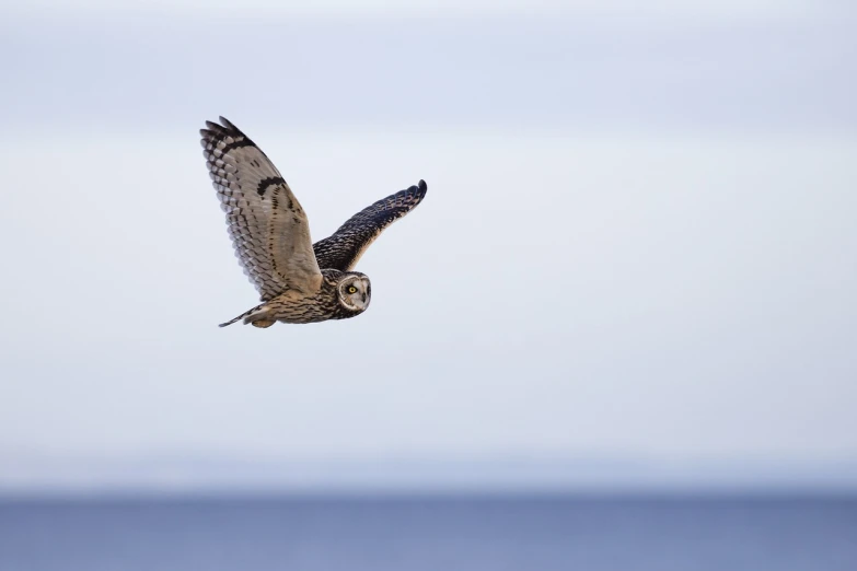 a bird that is flying in the sky, a portrait, shutterstock, nite - owl, on the sea, 2 0 2 2 photo, museum quality photo