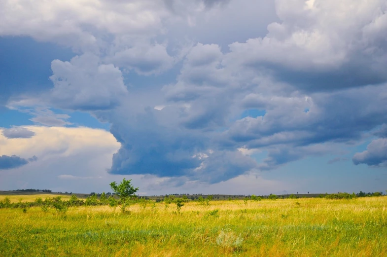 a giraffe standing on top of a lush green field, by Linda Sutton, flickr, minimalism, thunderstorm supercell, beautiful new mexico landscape, blue - yellow sky, giant cumulonimbus cloud