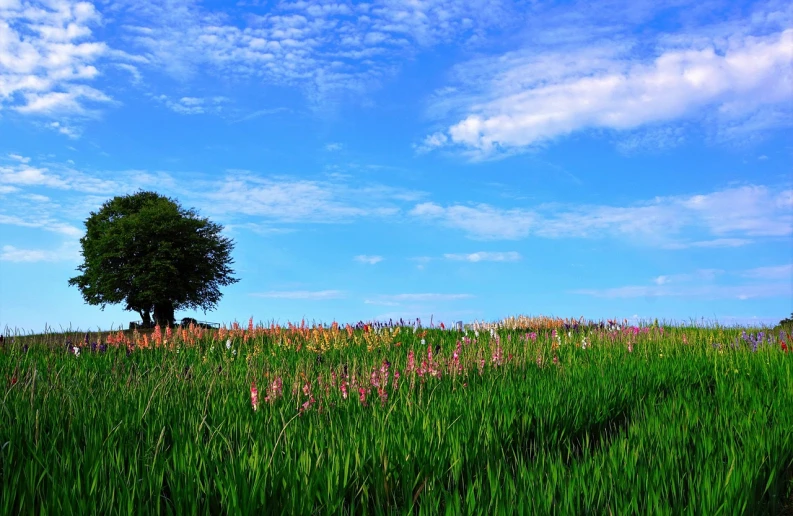 a lone tree sitting on top of a lush green field, by Tadashige Ono, color field, flowerfield, tall corn in the foreground, heroine japan vivid landscape, there is blue sky