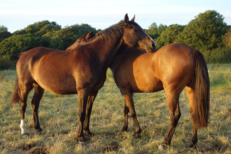 two horses standing next to each other in a field, inspired by Sir Alfred Munnings, pixabay, figuration libre, late summer evening, calmly conversing 8k, low angle shot, cuddling