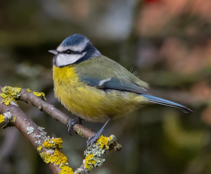 a small bird sitting on top of a tree branch, a pastel, by Vladimír Vašíček, flickr, blue and yellow fauna, perched on a mossy branch, fine detail post processing, male and female