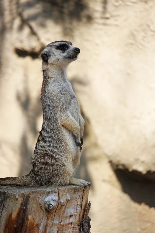 a meerkat standing on top of a tree stump, a portrait, rasquache, full - length photo