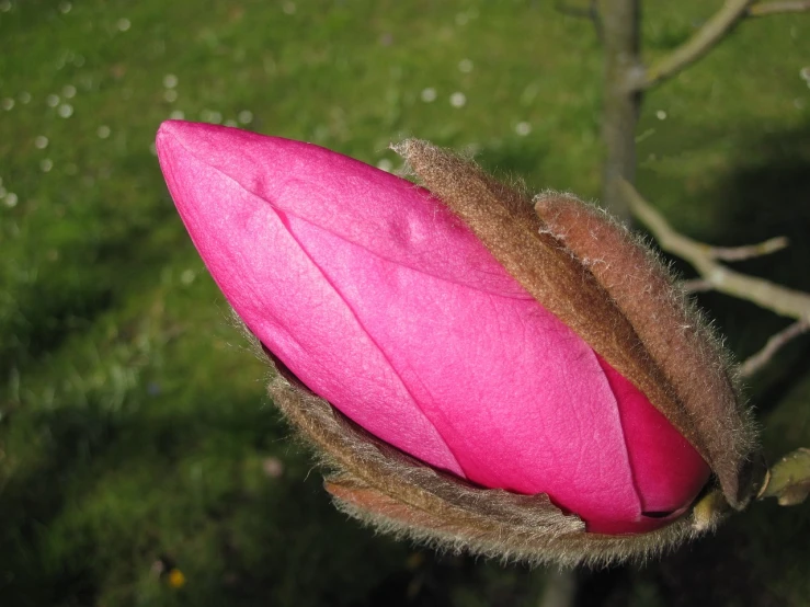 a close up of a flower bud on a tree, by Robert Brackman, flickr, covered with pink marzipan, magnolia big leaves and stems, high quality product image”, front side view