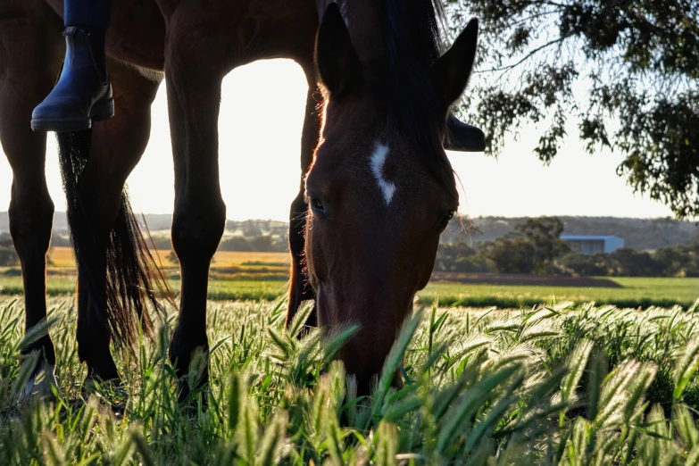 a brown horse standing on top of a lush green field, a picture, by Lee Loughridge, unsplash, the straw is in his mouth, australian, warm sundown, eating