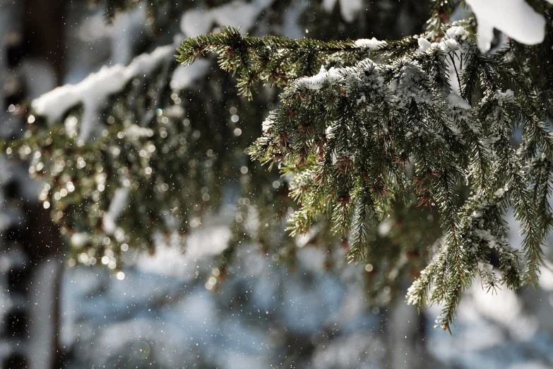 a close up of a pine tree covered in snow, a photo, by Aleksander Gierymski, afp, shiny skin”, it's raining outside, illustration]