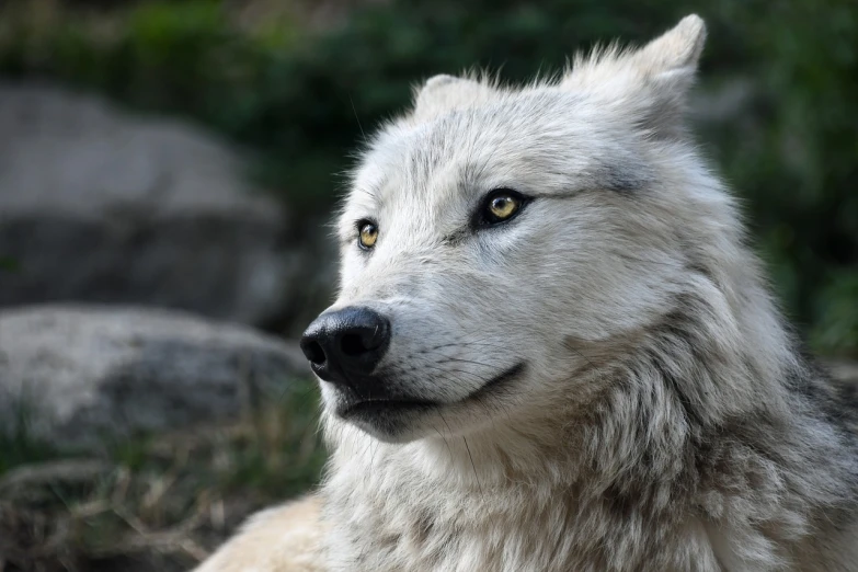 a close up of a wolf with a blurry background, hurufiyya, with long white hair, pensive and hopeful expression, head looking up, white and grey