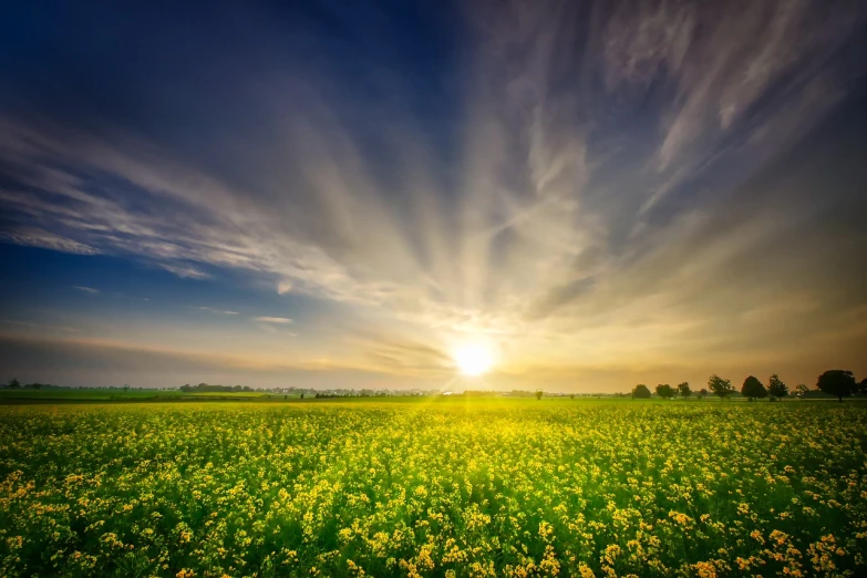a field of yellow flowers under a cloudy sky, a stock photo, inspired by Phil Koch, shutterstock, at sunrise in springtime, radiant halo of light, the sun is shining wide shot, with a yellow green smog sky