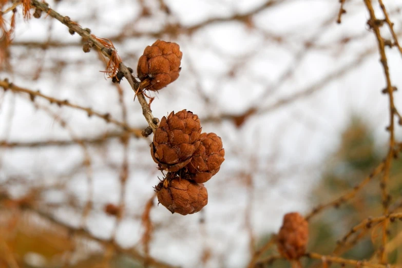 a close up of a bunch of fruit on a tree, a macro photograph, baroque, cone heads, dry trees, in the winter, outdoor photo