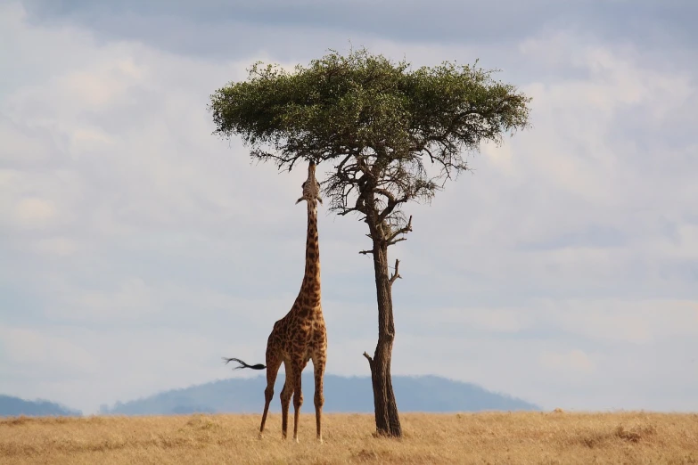 a giraffe standing next to a tree in a field, by Peter Churcher, hurufiyya, photograph credit: ap, climbing a tree, 2 animals, giraffe standing on the rooftop