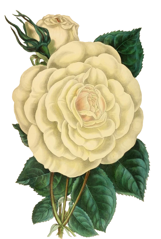 a painting of a white rose with green leaves, a digital rendering, inspired by Charlotte Nasmyth, 1890s, large exotic flowers, with a black background, scans from museum collection