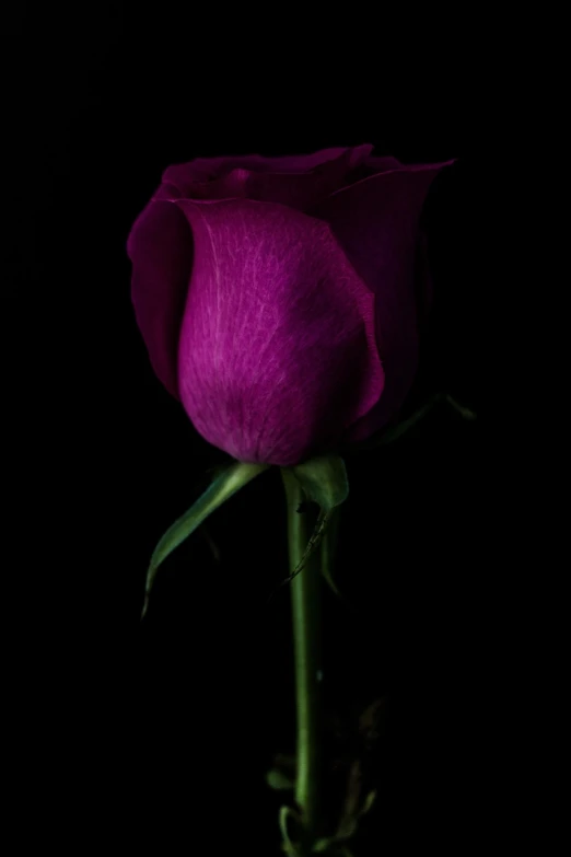 a single purple rose against a black background, a portrait, rich deep pink, 4 k product photo