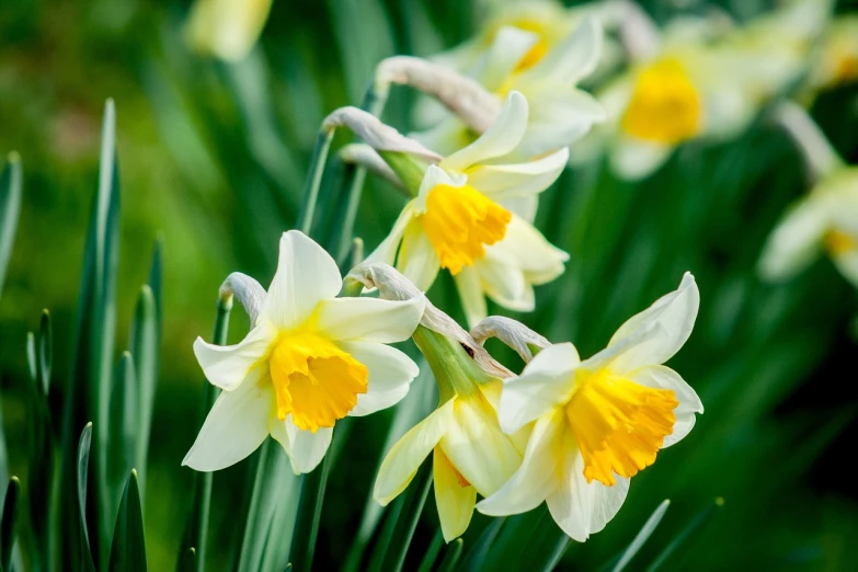 a group of yellow and white daffodils, a picture, by David Garner, shutterstock, fine detail post processing, bells, with depth of field, professionally post-processed