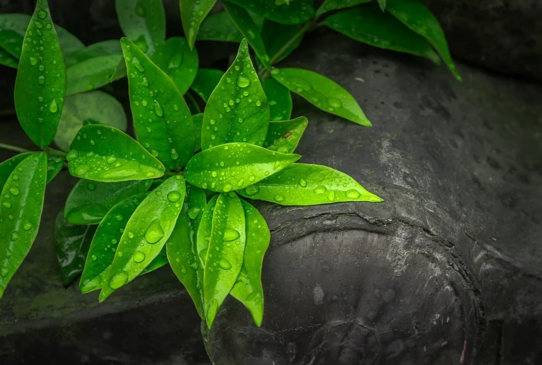 a plant that is growing out of a rock, a picture, by Reuben Tam, shutterstock, environmental art, just after rain, very large basil leaves, high detail product photo, bamboo