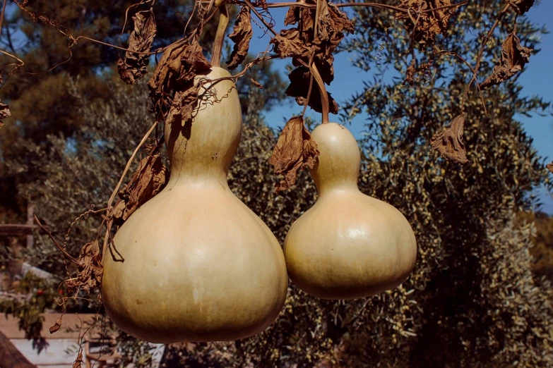 a couple of gourds hanging from a tree, by Jan Rustem, flickr, greece, turnip hair, shot on leica sl2, 1970s photo