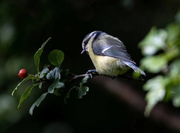 a small bird sitting on top of a tree branch, by Peter Churcher, professional fruit photography, relaxed pose, cinematic shot!, in the wood