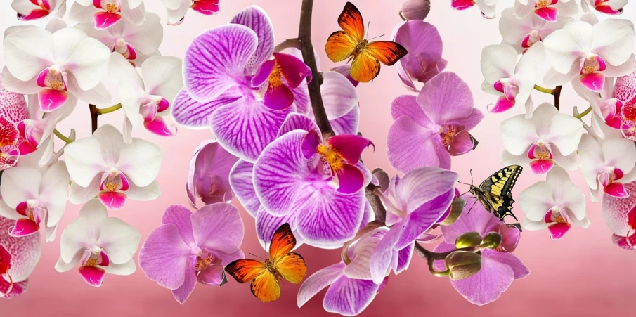 a close up of a bunch of flowers with butterflies, a digital rendering, by Julian Allen, shutterstock, 3 d giant orchid flower, mobile wallpaper, very beautiful photo, closeup photo