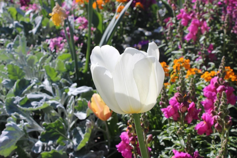 a close up of a white flower in a garden, a picture, roses and tulips, big floppa, with colorful flowers and plants, vivid colors!