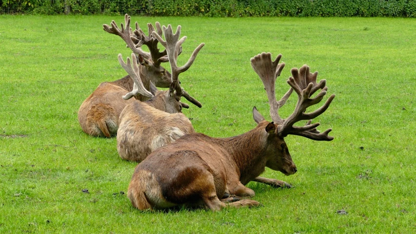 a herd of deer laying on top of a lush green field, a photo, by Edward Corbett, shutterstock, precisionism, stag wearing a crown, relaxing after a hard day, museum quality photo, three animals