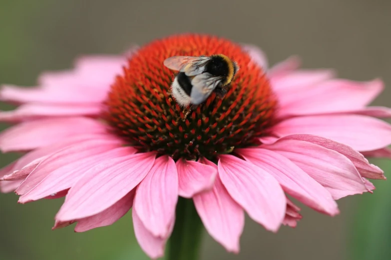 a bee sitting on top of a pink flower, a photo, by Robert Brackman, istock, cone, sharp centred focus, phone photo