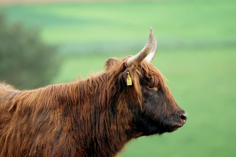 a brown cow standing on top of a lush green field, a picture, by Julian Hatton, shutterstock, dreadlock breed hair, viking face in profile, in scotland, closeup photo