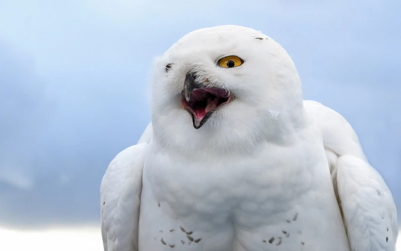 a close up of a snowy owl with its mouth open, a portrait, shutterstock, hurufiyya, very sharp photo