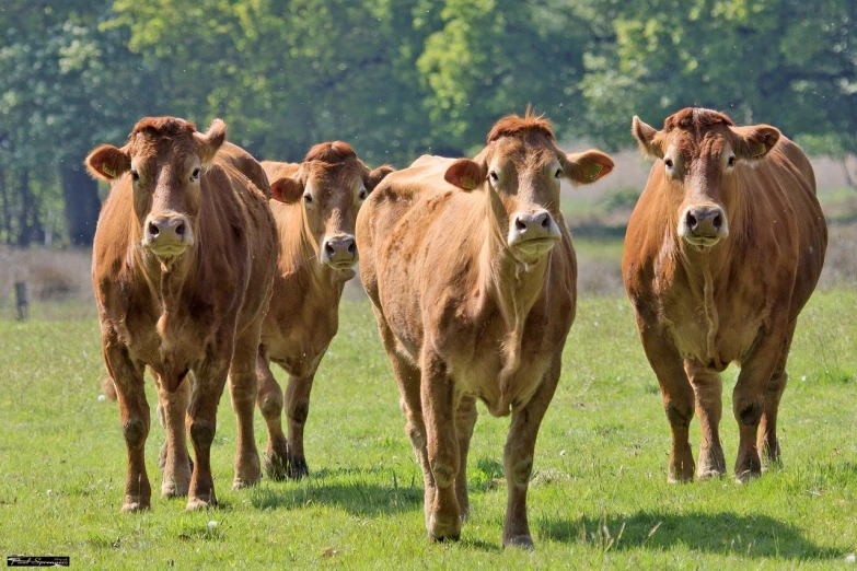 a group of brown cows standing on top of a lush green field, a picture, shutterstock, four legs, supermodel, closeup photo, walking