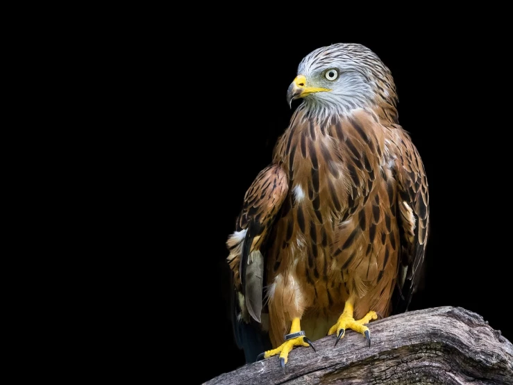a close up of a bird of prey on a branch, a portrait, shutterstock, baroque, standing with a black background, photograph of a red kite bird, very sharp photo, wooden