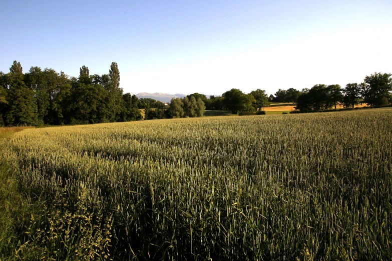 a field of tall grass with trees in the background, a picture, by David Simpson, flickr, figuration libre, mountains in the distance, corn, summer evening, stock photo