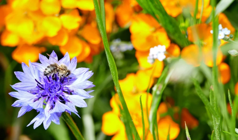 a bee sitting on top of a blue flower, by Abraham van Beijeren, fine art, orange blooming flowers garden, full of colour 8-w 1024, banner, wildflowers and grasses