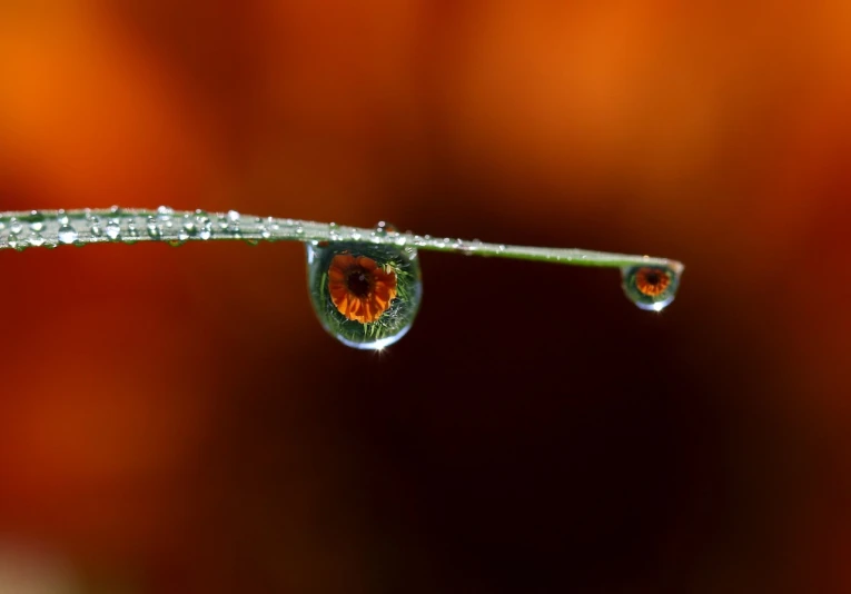 two drops of water sitting on top of a blade of grass, a macro photograph, by Jan Rustem, flickr, art photography, orange pupils, reflection in the water, autum, eyeball growing form tree branch