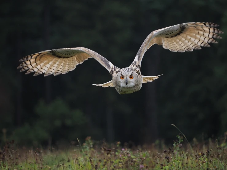 a bird that is flying in the air, a picture, by Istvan Banyai, shutterstock, hurufiyya, owls, big horn, overcast, summer evening