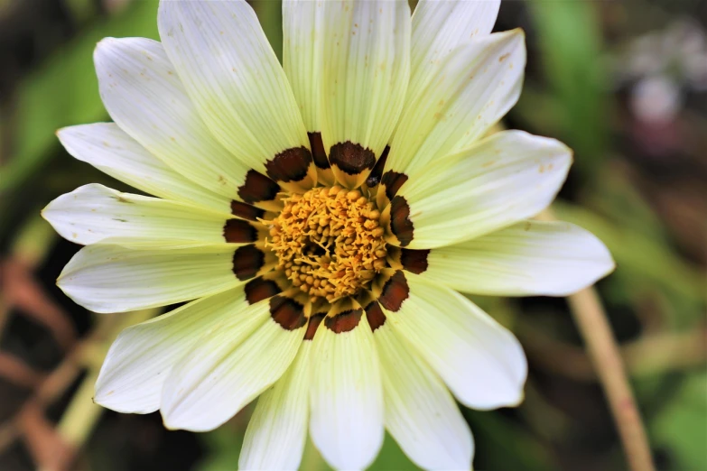 a close up of a white flower with a brown center, by Tom Carapic, shades of yellow, giant daisy flower head, painted pale yellow and green, symmetric!!