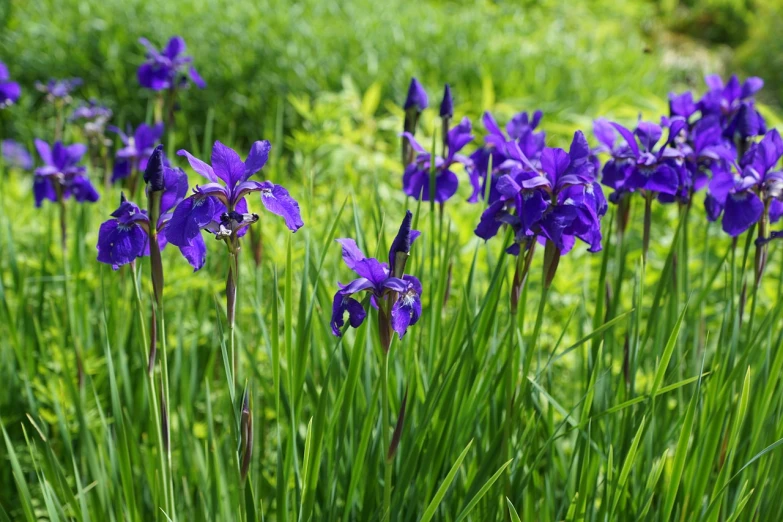 a bunch of purple flowers sitting on top of a lush green field, hurufiyya, light bown iris, rich blue colors, flowers in a flower bed, in a forest glade