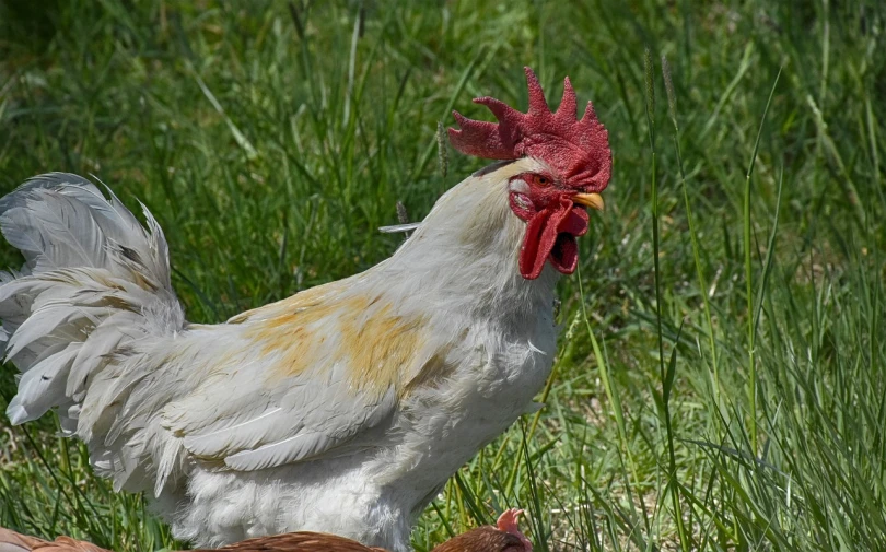 a couple of chickens standing on top of a lush green field, a portrait, by Jan Rustem, closeup of the face, white red, singing, head macro