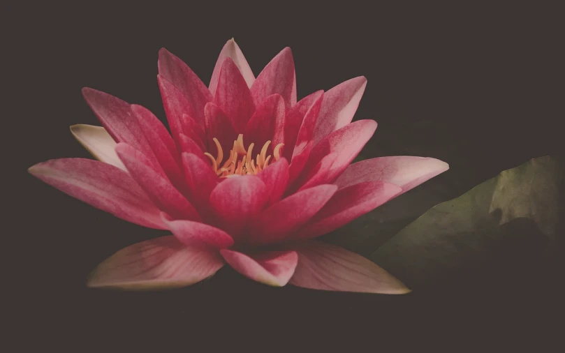 a pink flower sitting on top of a green leaf, a macro photograph, pexels, hurufiyya, nymphaea, vintage color photo, taken in the night, istock