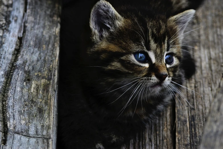 a small kitten sitting on top of a piece of wood, by Niko Henrichon, flickr, black and blue eyes, beautiful texture, wallpaper - 1 0 2 4, pouty face
