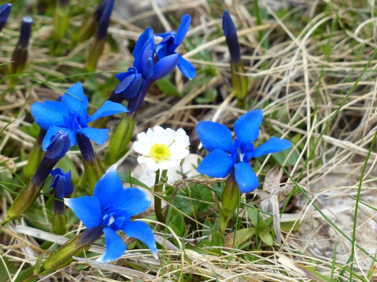 a group of blue and white flowers in the grass, by Jacob Kainen, flickr, in the dolomites, anemones and starfish, blue iris, alpine tundra wildfire