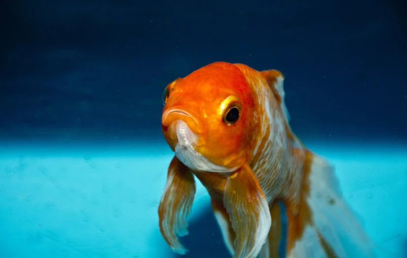 a close up of a fish in a tank, a portrait, shutterstock, hurufiyya, floating goldfish, innocent look. rich vivid colors, proud serious expression, with a white muzzle