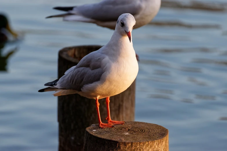 a couple of birds standing on top of a wooden post, a portrait, shutterstock, seagull, close-up photo, with red glowing eyes, very sharp photo