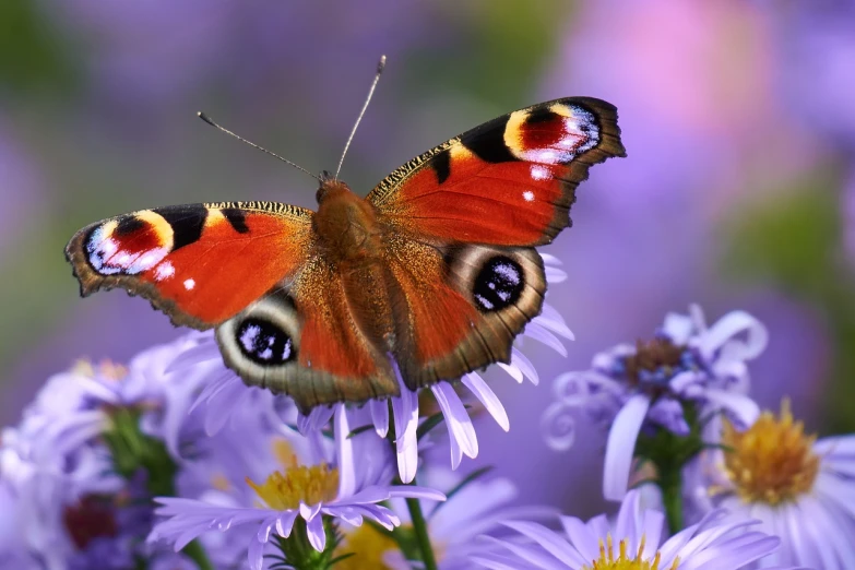 a butterfly sitting on top of a purple flower, a picture, shutterstock, peacock, purple and red colors, andrey gordeev, highly realistic photo