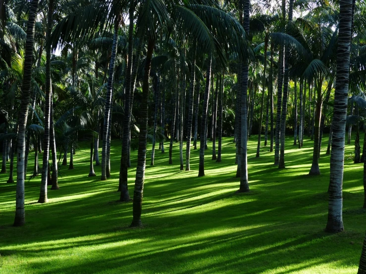 a grove of palm trees on a lush green field, by Robert Jacobsen, pexels, manicured garden of eden, great light and shadows”, tropical wood, grass texture material