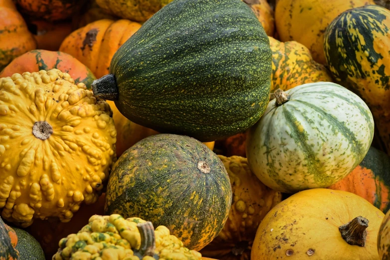 a pile of squash and gourds sitting on top of each other, a picture, renaissance, close up image, 4k post-processing, high quality product image”