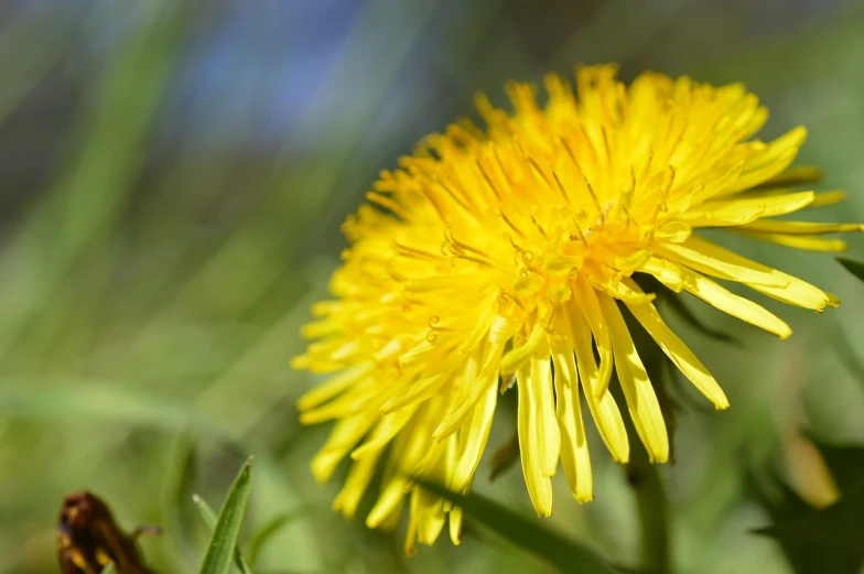 a close up of a yellow flower in a field, a macro photograph, dandelions, highly detailed product photo