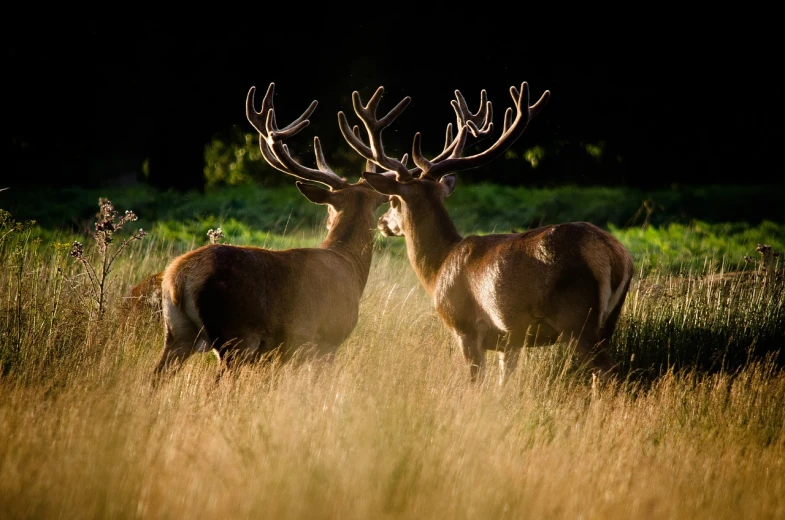 two deer standing next to each other in a field, a picture, by Jesper Knudsen, shutterstock, great light and shadows”, england, museum quality photo, late summer evening