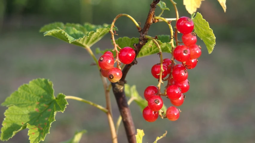 a close up of some red berries on a tree, a picture, by Karl Völker, romanticism, vine, summer evening, no gradients, nature photo