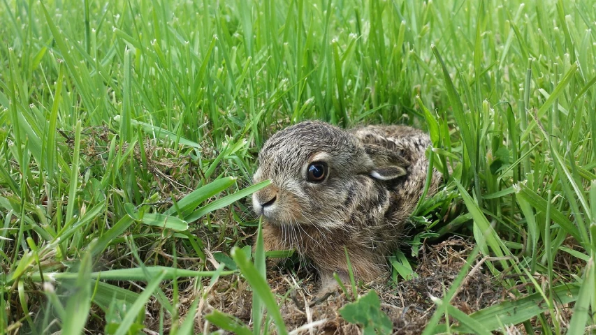 a rabbit that is sitting in the grass, pixabay, happening, in a nest, gopher, young lynx, high res photo