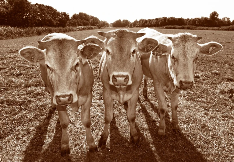 three cows standing next to each other in a field, by Edward Corbett, flickr, precisionism, sepia sunshine, cow hoof feet, looking frontal view, stock photo